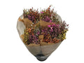 Ginster Mix – Gefärbter Schnittginster bunt gemischt – 70cm Stiellänge – 25 Stiele Bundware für Floristik & Dekoration