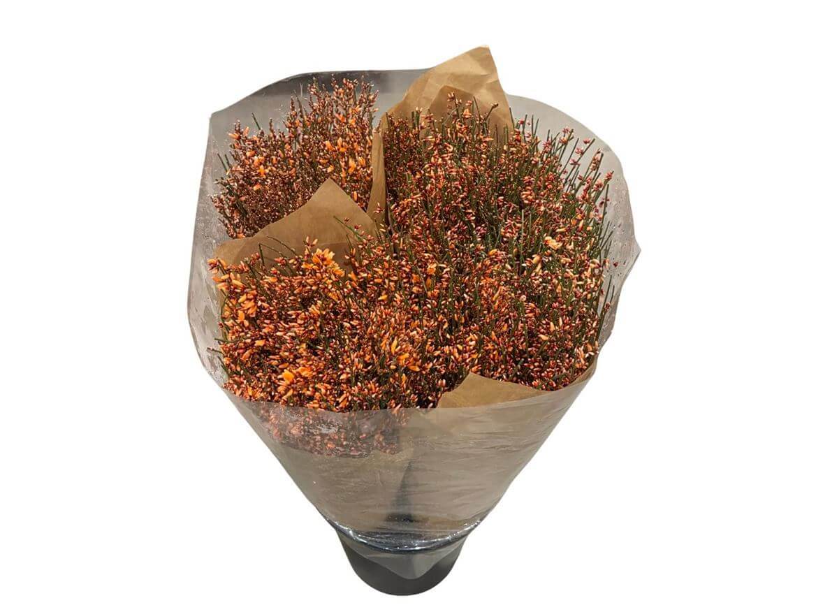Ginster Orange – Gefärbter Schnittginster – 70cm Stiellänge – 25 Stiele Bundware für Floristik & Dekoration