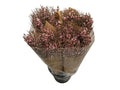 Ginster Rosa – Gefärbter Schnittginster – 70cm Stiellänge – 25 Stiele Bundware für Floristik & Dekoration