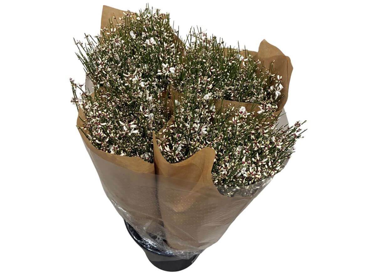 Ginster Weiss – Gefärbter Schnittginster – 70cm Stiellänge – 25 Stiele Bundware für Floristik & Dekoration
