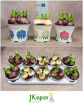 Hyazinthe Gem Mix – Hyacinthus orientalis – 12cm – 3 Zwiebeln pro Topf – 10 Pflanzen