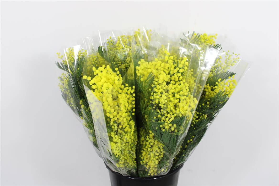 Mimosa Mirandol – Schnittmimose Acacia – 60cm Stiellänge – 15 Stiele Bundware für Floristik & Dekoration