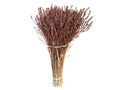 Myrica Gagel 55cm – Schnittgrün Bund mit 50 Stielen – Naturzweige für Floristik Dekoration & Trockenarrangements