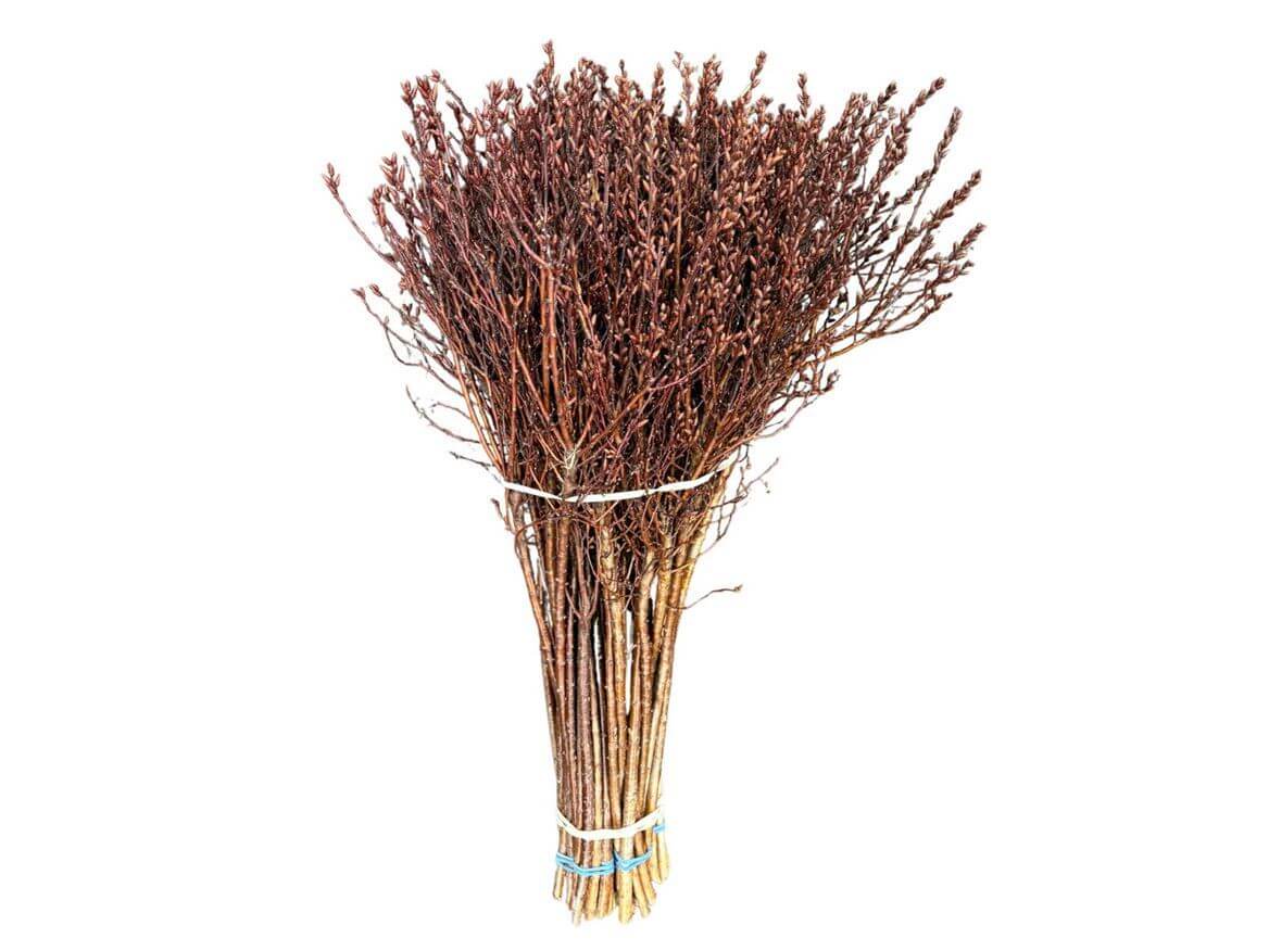 Myrica Gagel 55cm – Schnittgrün Bund mit 50 Stielen – Naturzweige für Floristik Dekoration & Trockenarrangements