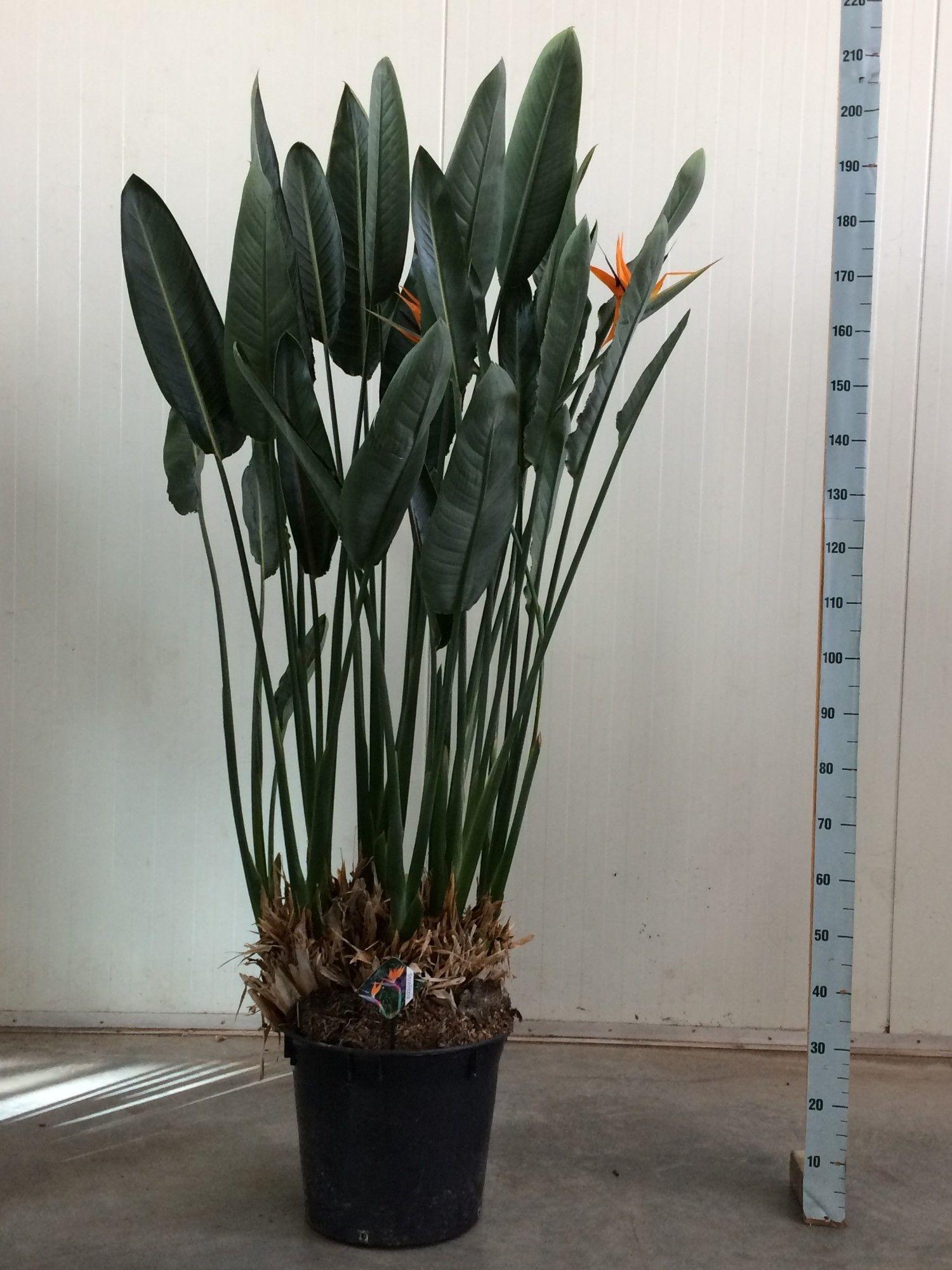 Strelitzia Reginae – Paradiesvogelblume – Zimmerpflanze 180cm – Ø50cm – Exotische Kübelpflanze mit orangefarbenen Blüten – Pflegeleicht – Plant
