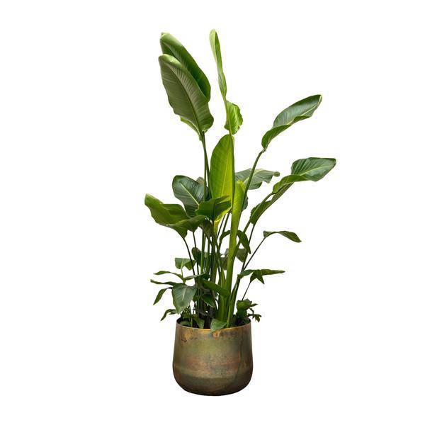 Strelitzia Nicolai – Baumstrelitzie – Zimmerpflanze 250cm – Ø40cm – Weißer Paradiesvogel mit großen grünen Blättern – Plant