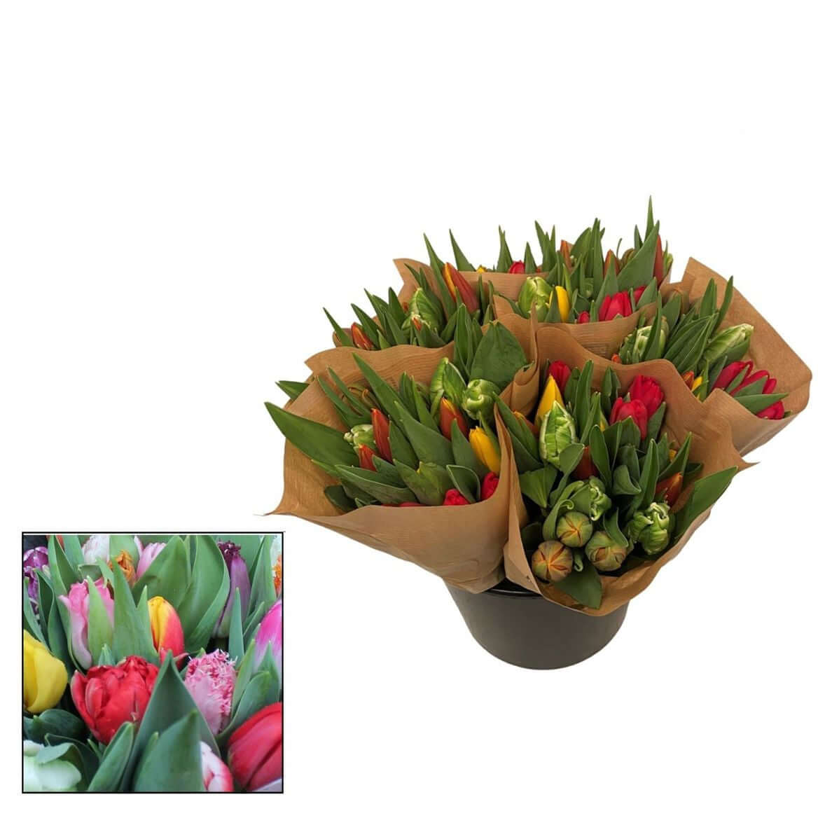 Tulipa Decorum Mix – Bunte Schnitt – Tulpen Mischung – A1 Qualität – 35cm Stiellänge – 90 Stiele Bundware für Floristik & Handel