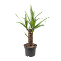Yucca Elephantipes – Ø14cm – ↕40cm – Robuste Zimmerpflanze für sonnige Standorte – Pflegeleicht & trockenheitsverträglich – Ideal für Zimmer & Büro – Plant