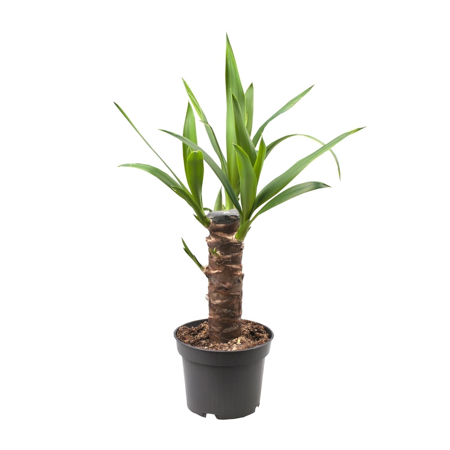 Yucca Elephantipes – Ø14cm – ↕40cm – Robuste Zimmerpflanze für sonnige Standorte – Pflegeleicht & trockenheitsverträglich – Ideal für Zimmer & Büro – Plant