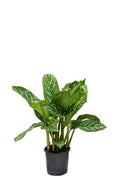 Kolbenfaden Aglaonema Stripes – 60cm – Ø17cm – Pflegeleichte Zimmerpflanze mit Blattzeichnung – Luftreinigende Grünpflanze – Plant