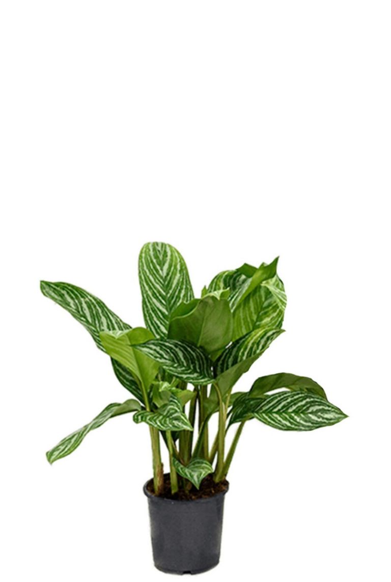 Kolbenfaden Aglaonema Stripes – 60cm – Ø17cm – Pflegeleichte Zimmerpflanze mit Blattzeichnung – Luftreinigende Grünpflanze – Plant