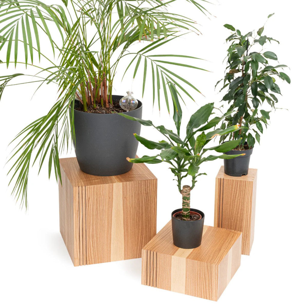 Pflanzenständer Würfel Holz 3er Set – Podeste aus Birken – Sperrholz mit Echtholzfurnier – Belastbar bis 50kg – Dekowürfel & Podest in 5 Holzoptiken