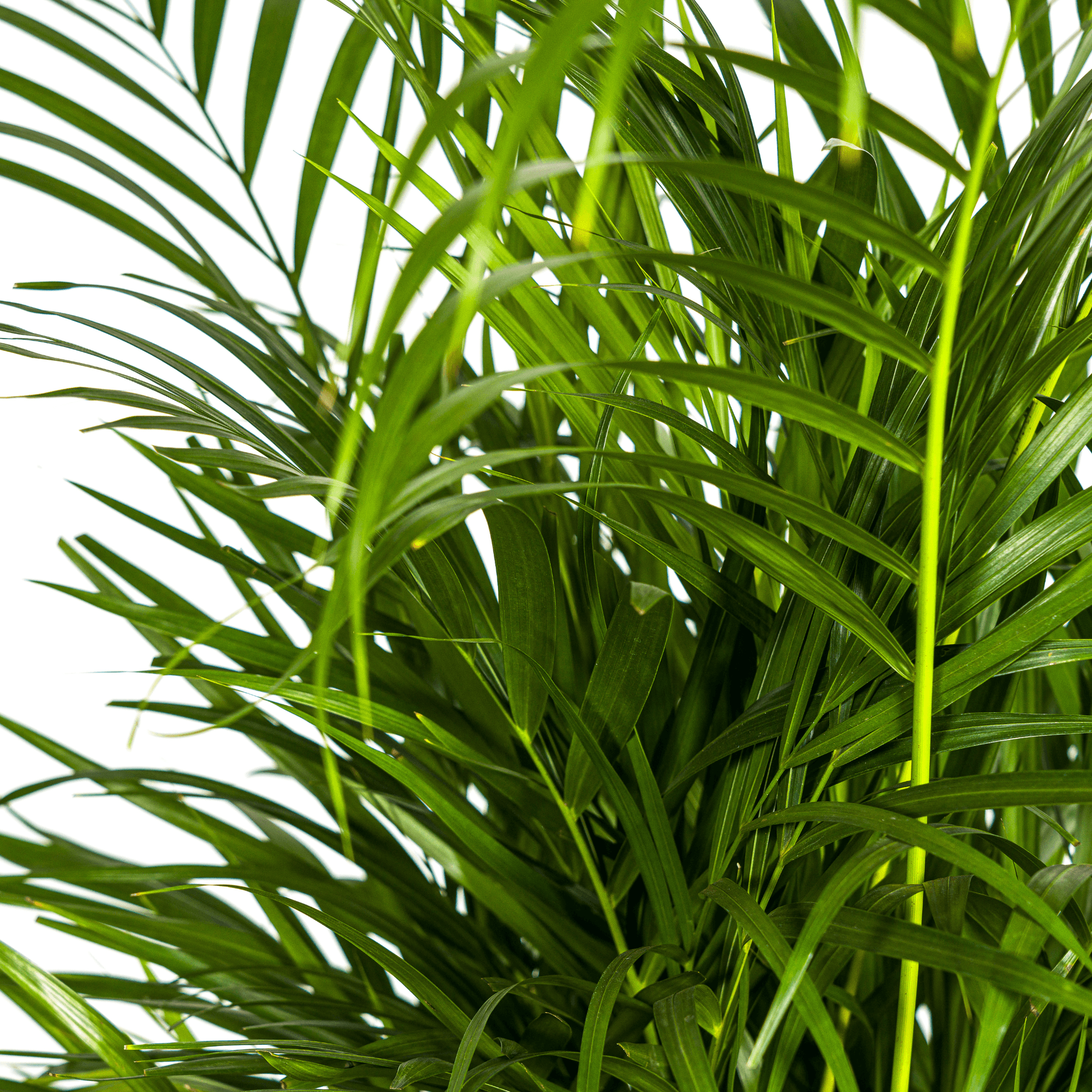 Dypsis Areca Lutescens inkl. Naturkorb – Höhe 100-120cm – Ø21cm – Goldpalme mit leuchtend grünen Blättern – Luftreinigende Zimmerpflanze – Plant