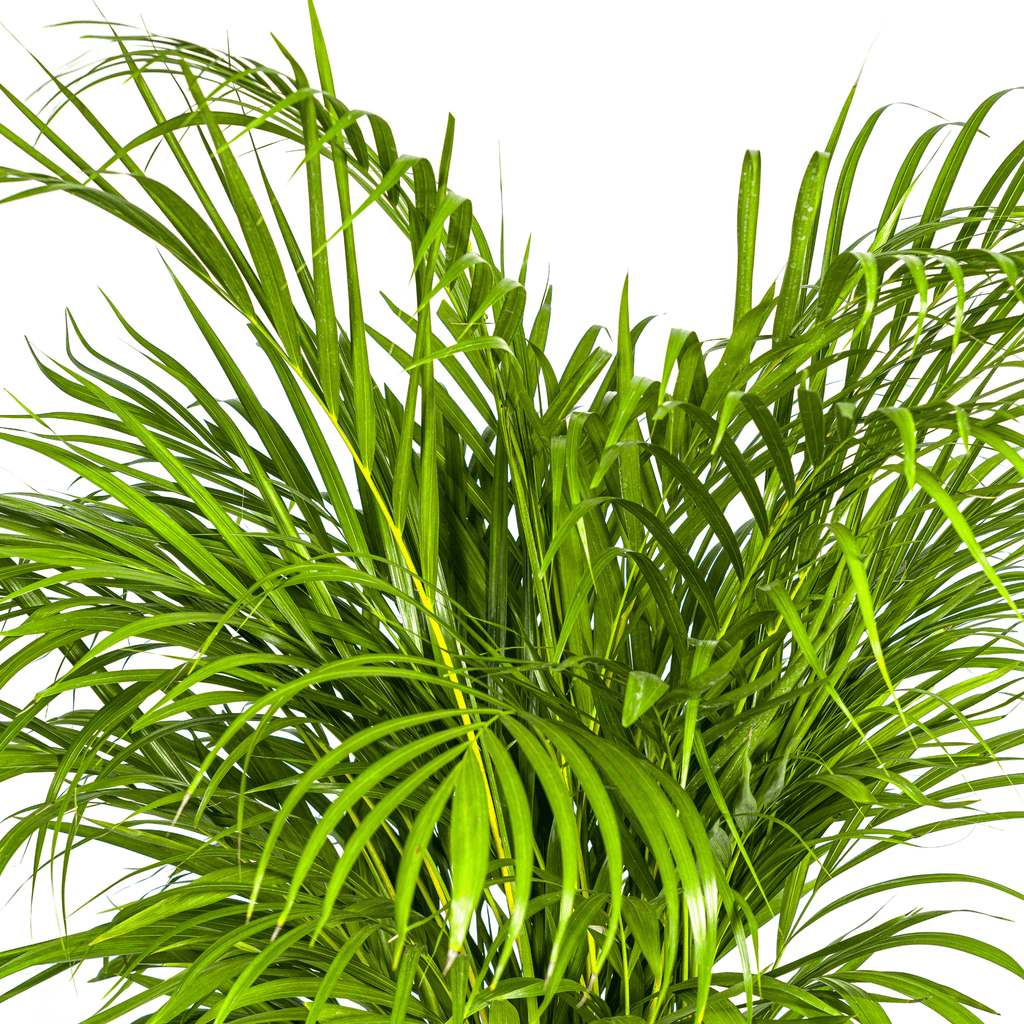 Goldfruchtpalme – Dypsis Areca Lutescens inkl. Naturkorb – Höhe 120-140cm – Ø24cm – Luftreinigende Zimmerpflanze im dekorativen Korb – Plant