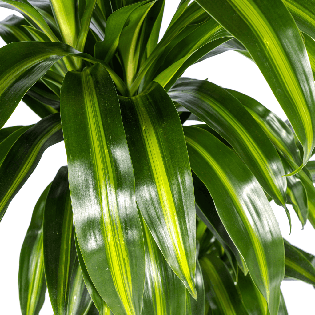 Drachenbaum – Dracaena Deremensis ‘Hawaiian Sunshine’ – Zimmerpflanze – Ø21cm – Höhe 90-110cm – Tropisches Flair mit gelb – grünem Laub – Plant
