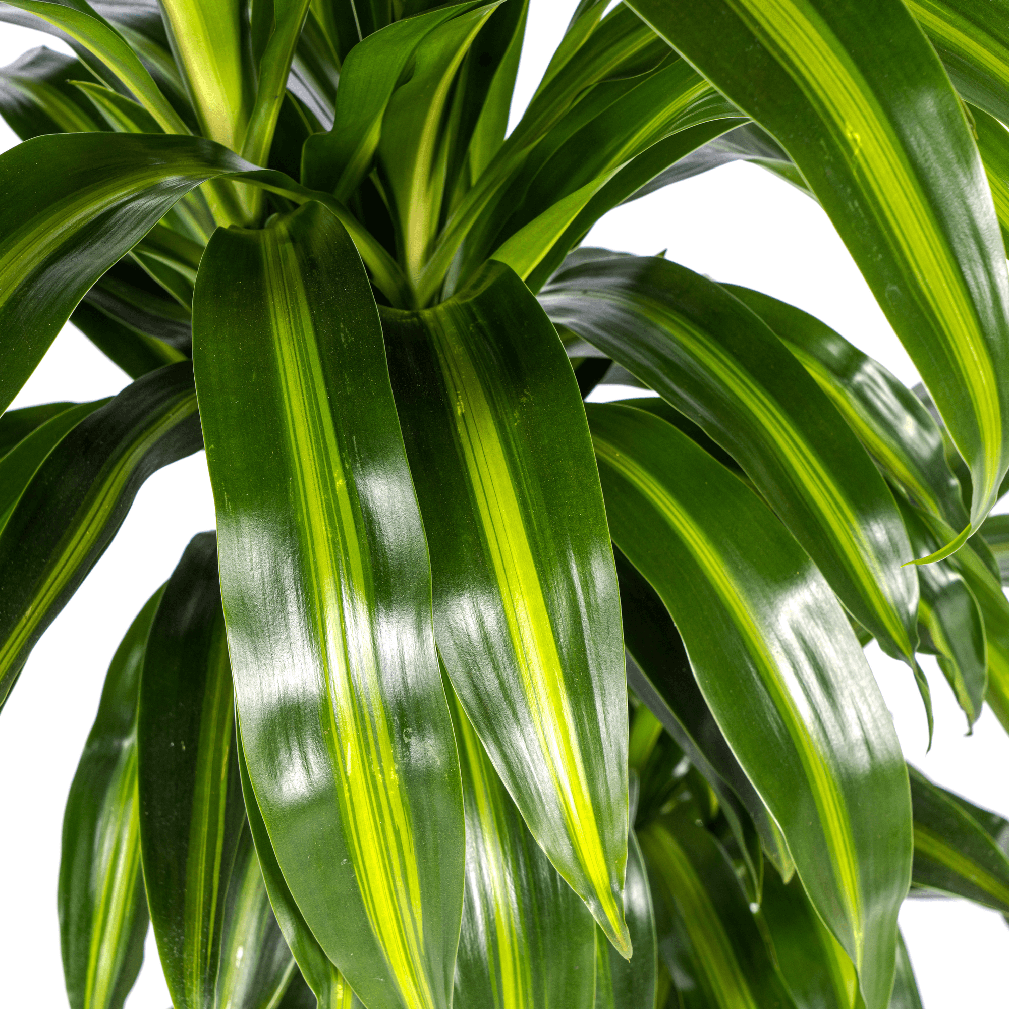 Drachenbaum – Dracaena Deremensis ‘Hawaiian Sunshine’ – Zimmerpflanze – Ø21cm – Höhe 90-110cm – Tropisches Flair mit gelb – grünem Laub – Plant