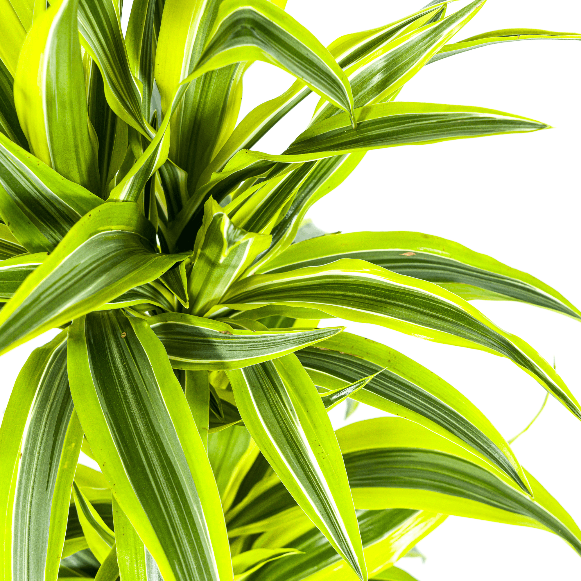 Drachenbaum Dracaena Deremensis Lemon Lime – Zimmerpflanze – Ø19cm – 70-90cm hoch – Lebendige grüne Blätter mit hellgrünem Rand – Plant