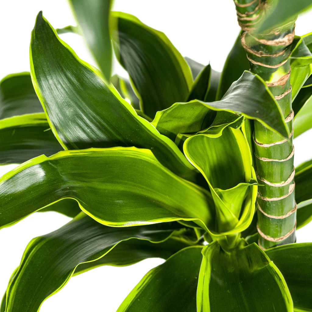 Dracaena Deremensis Dorado inkl. Naturkorb – Höhe 120-140cm – Ø24cm – Pflegeleichte & luftreinigende Zimmerpflanze – Plant