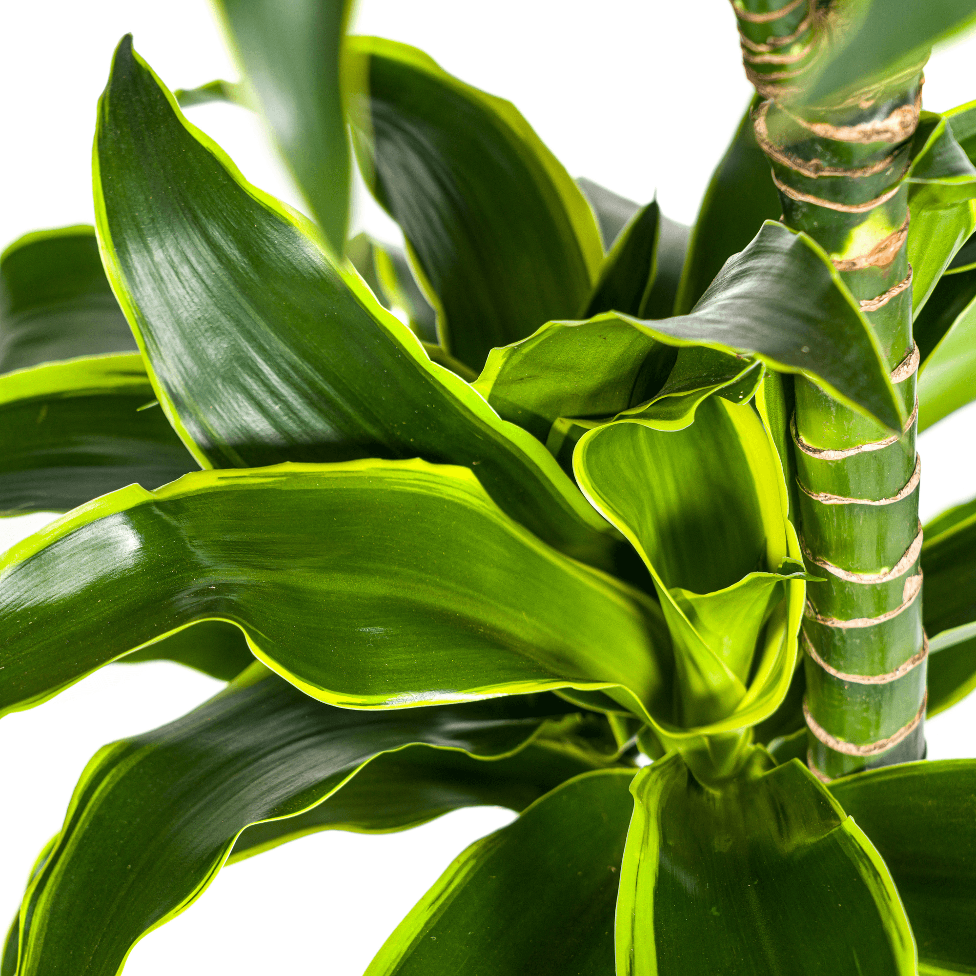 Dracaena Deremensis Dorado inkl. Naturkorb – Höhe 120-140cm – Ø24cm – Pflegeleichte & luftreinigende Zimmerpflanze – Plant