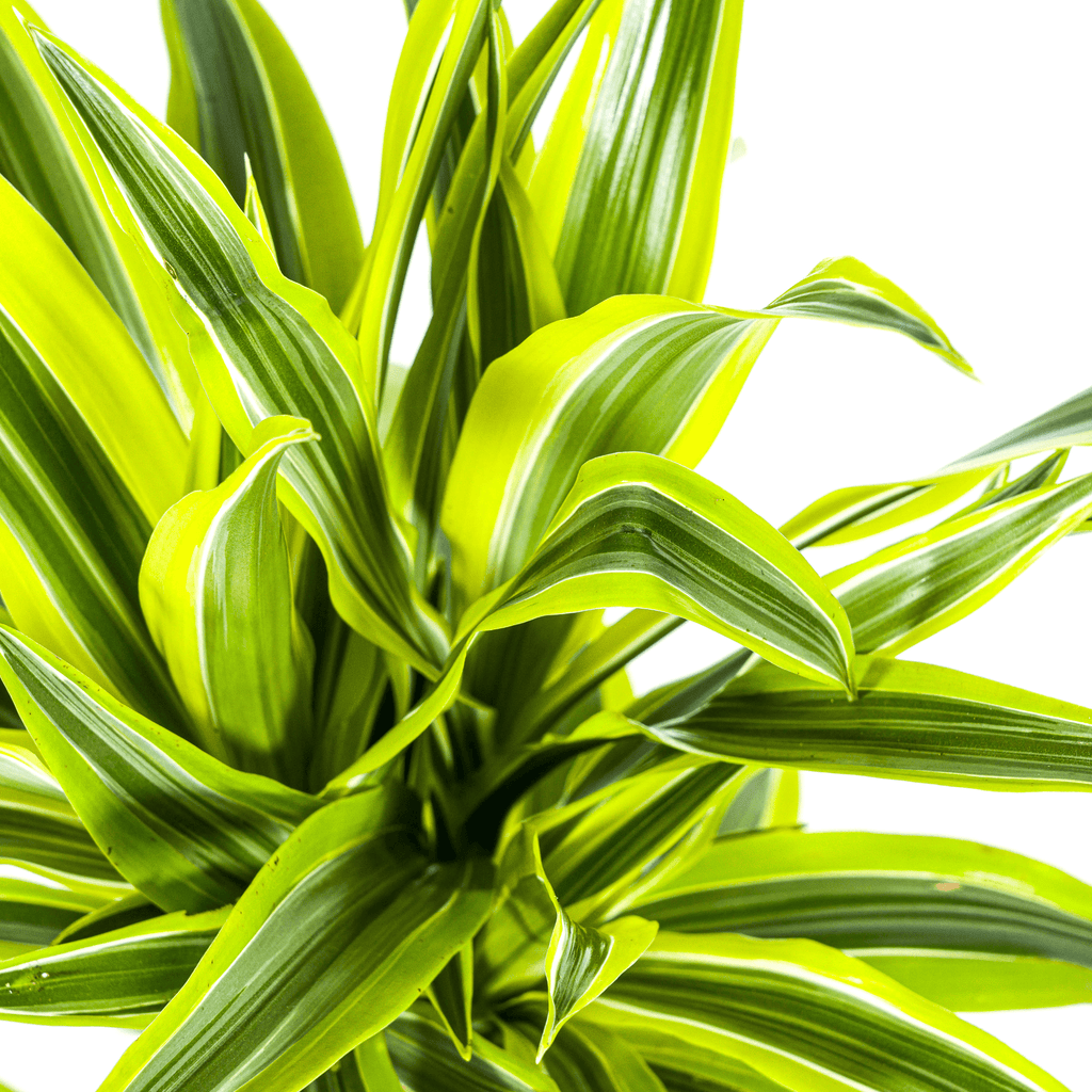 Drachenbaum Dracaena Deremensis Lemon Lime – Zimmerpflanze – Ø19cm – 70-90cm hoch – Lebendige grüne Blätter mit hellgrünem Rand – Plant