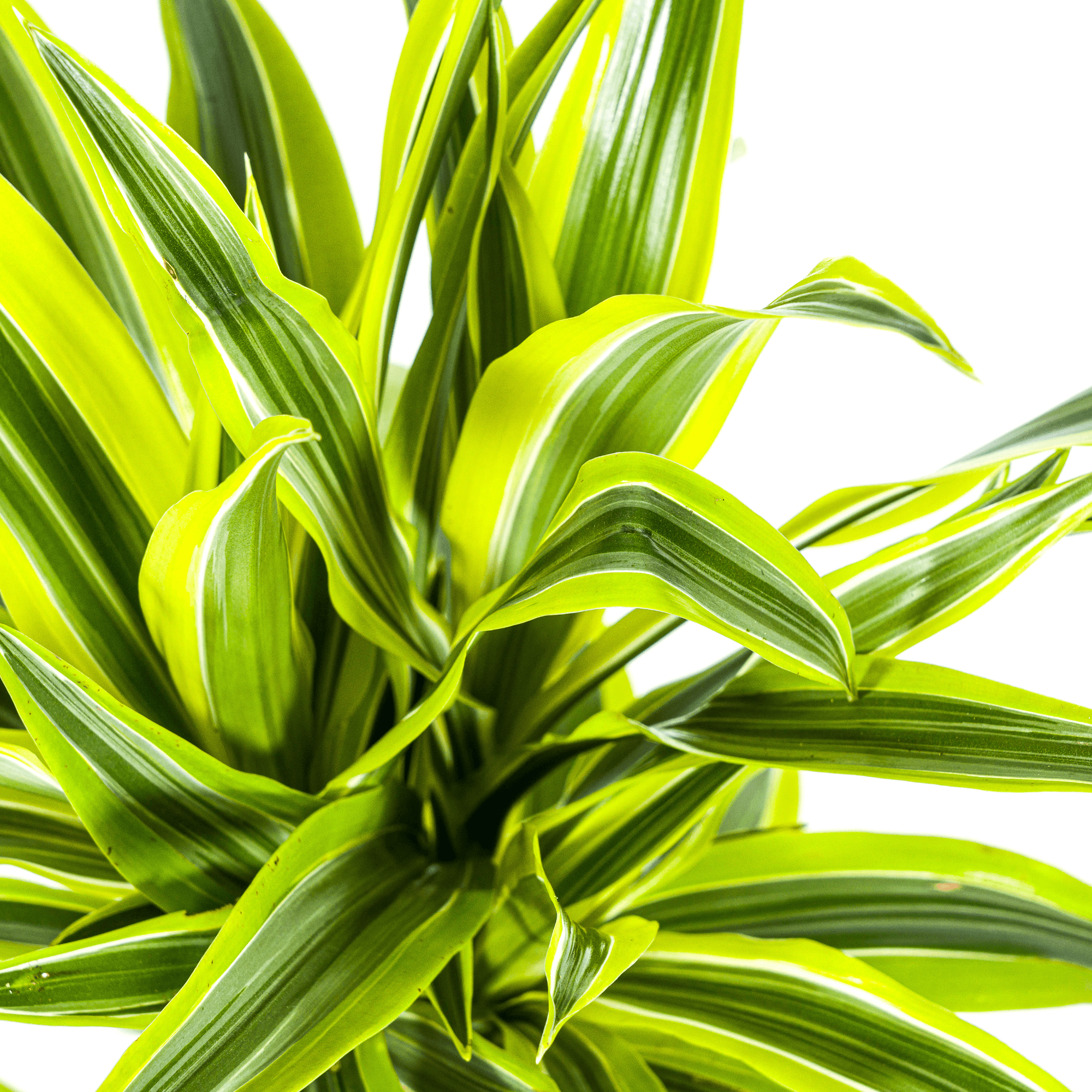 Drachenbaum Dracaena Deremensis Lemon Lime – Zimmerpflanze – Ø19cm – 70-90cm hoch – Lebendige grüne Blätter mit hellgrünem Rand – Plant