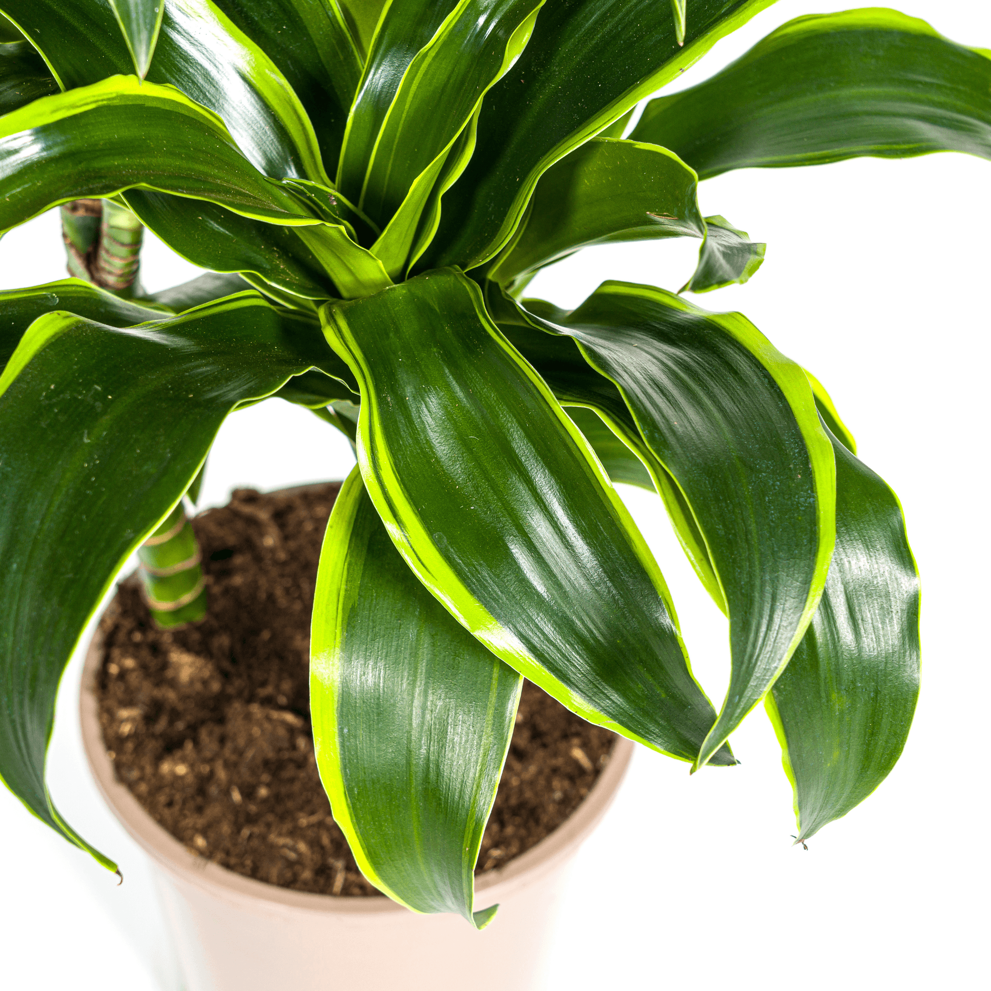 Dracaena Deremensis Dorado inkl. Naturkorb – Höhe 100-120cm – Ø21cm – Pflegeleichte Zimmerpflanze mit glänzenden Blättern – Plant