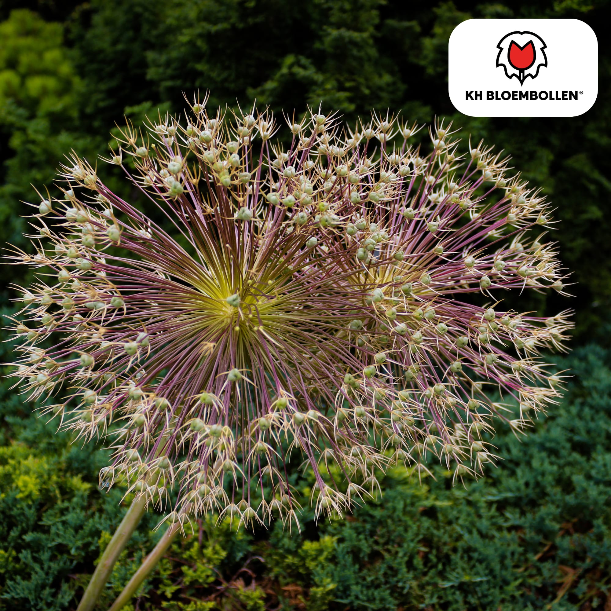 Allium schubertii – 5 Blumenzwiebeln – Spektakulärer Zierlauch – Große kugelförmige Blüten – Feuerwerk-Effekt im Garten – Auch als Trockenblume – Plant