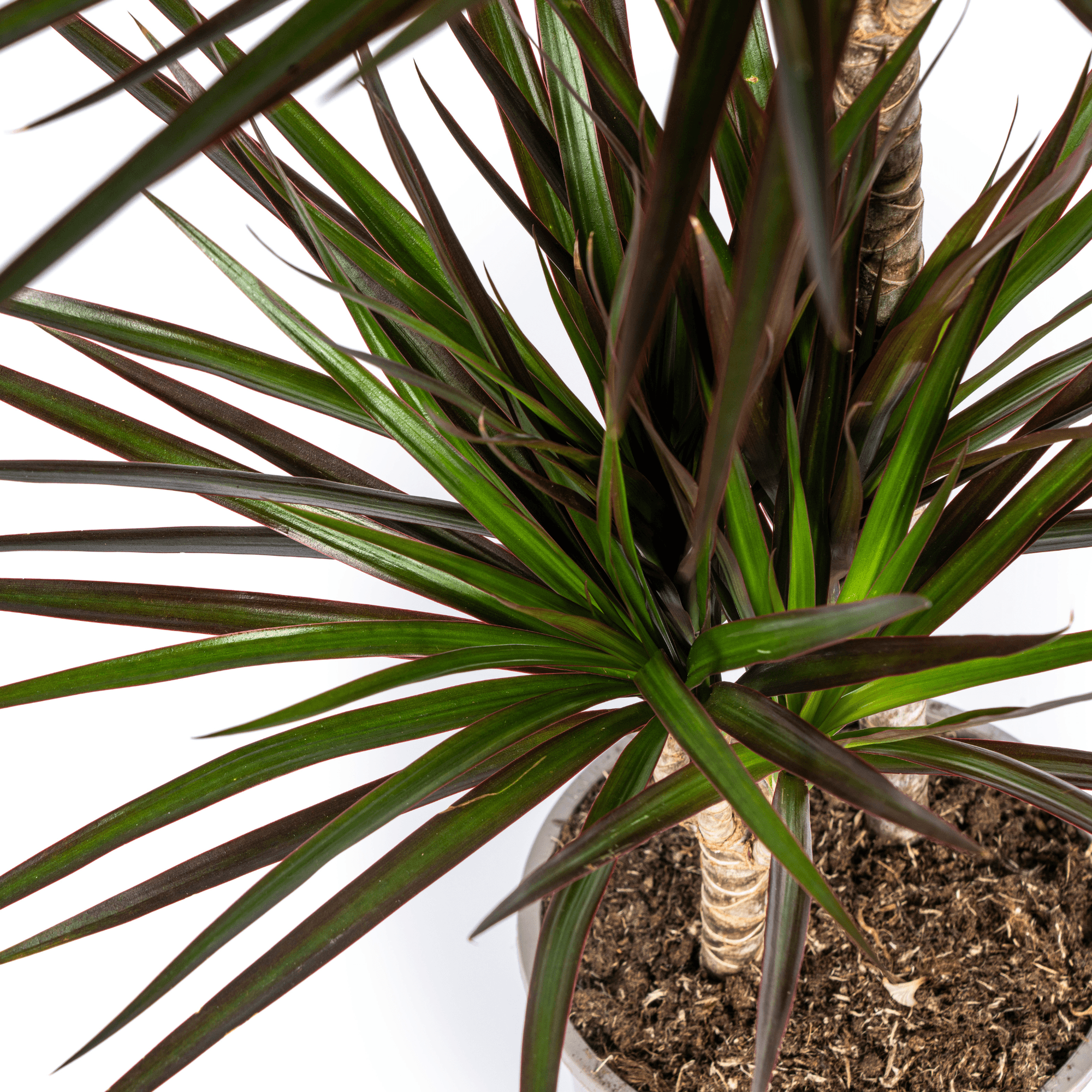 Dracaena Marginata Magenta inkl. Naturkorb – Höhe 130-150cm – Ø24cm – Elegante Zimmerpflanze mit roten Blatträndern – Plant