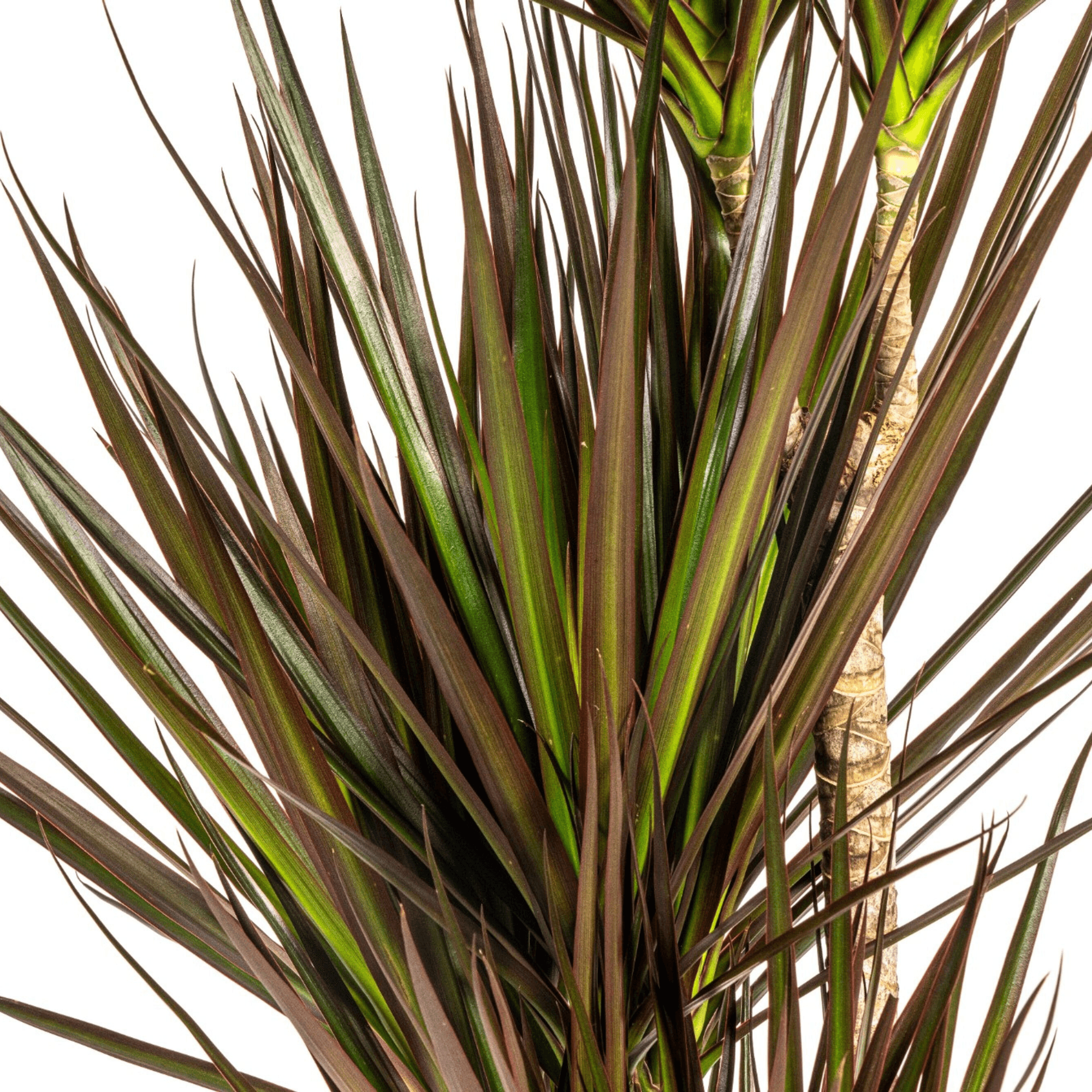 Dracaena Marginata Magenta inkl. Naturkorb – Höhe 110-130cm – Ø21cm – Exotische Zimmerpflanze mit roten Blatträndern – Pflegeleicht & luftreinigend – Plant