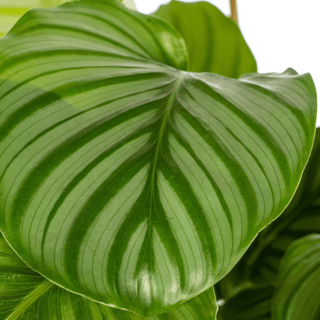 Korbmarante Calathea Orbifolia – Ø17cm – ca. 40-50cm hoch – Zimmerpflanze mit großen, silbrig – grünen Blättern – Für Wohnzimmer & Büro – Plant