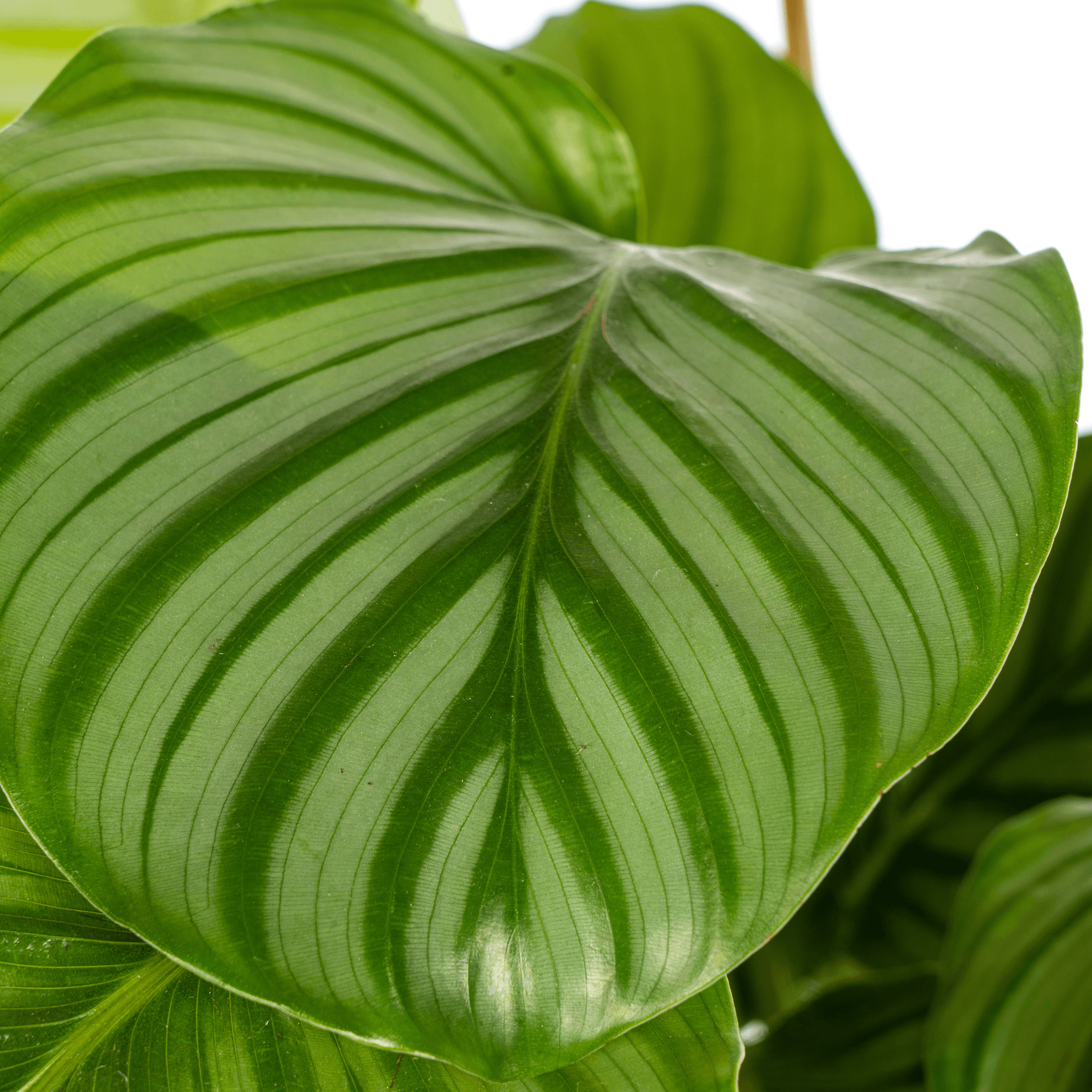 Korbmarante Calathea Orbifolia – Ø17cm – ca. 40-50cm hoch – Zimmerpflanze mit großen, silbrig – grünen Blättern – Für Wohnzimmer & Büro – Plant