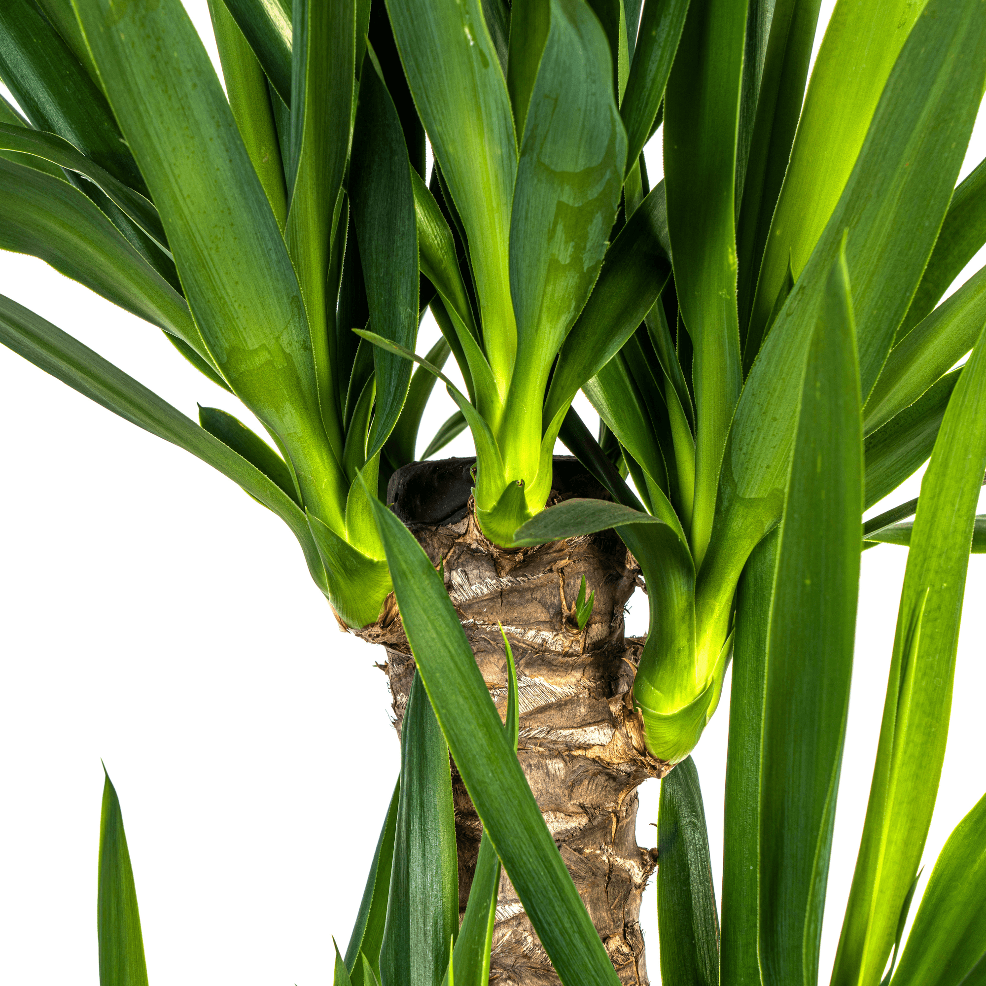 Yucca Elephantipes – Riesen-Palmlilie – Zimmerpflanze – Ø21cm – Höhe 90–110cm – Robuste Grünpflanze – Pflegeleicht & dekorativ – Plant