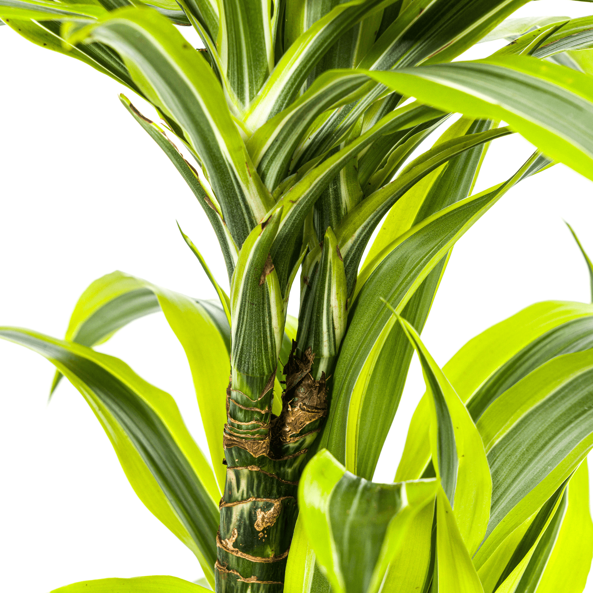 Drachenbaum Dracaena Deremensis Lemon Lime – Zimmerpflanze – Ø19cm – 70-90cm hoch – Lebendige grüne Blätter mit hellgrünem Rand – Plant
