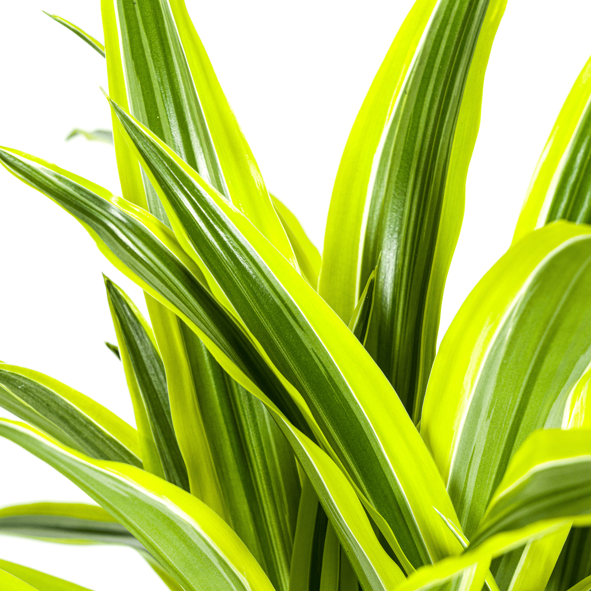 Dracaena Deremensis Lemon Lime inkl. Naturkorb – Höhe 90-110cm Ø21cm – Tropische Zimmerpflanze mit zweifarbigem Blattwerk – Ideal für Zuhause & Büro – Plant