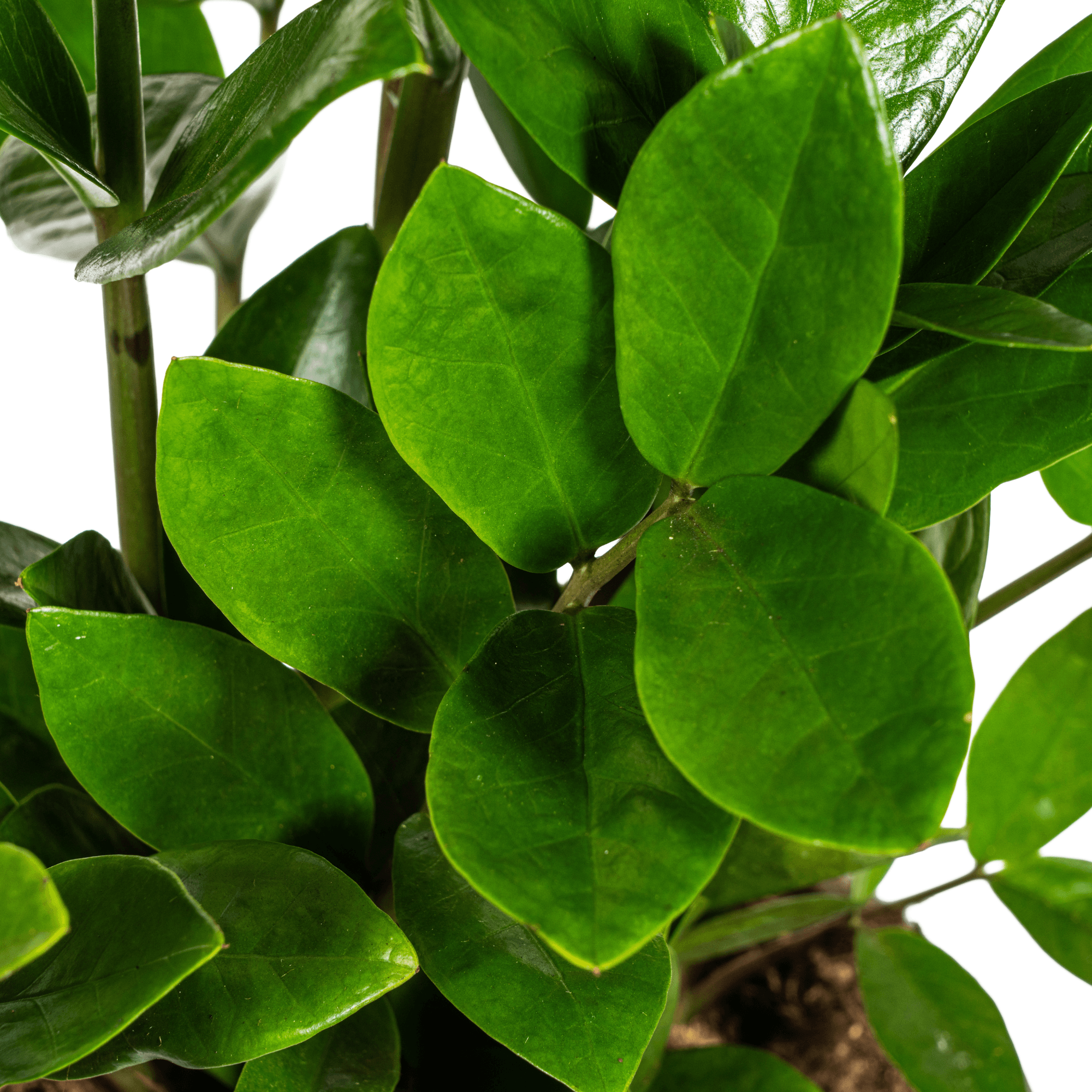Glücksfeder – Zamioculcas Zamiifolia – Zimmerpflanze – Ø17cm – ↕40-50cm – Pflegeleicht & robust – Ideal für Büro & Wohnzimmer – Plant