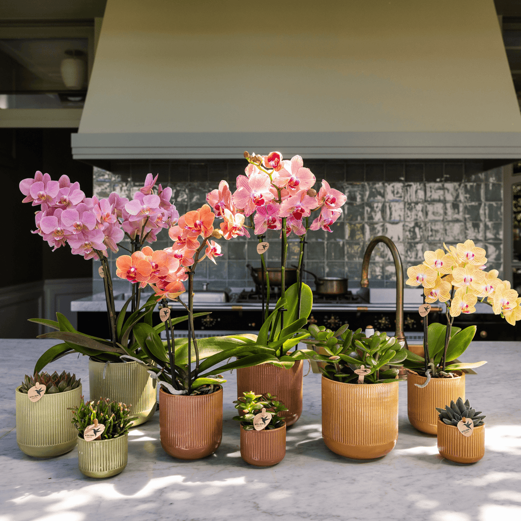 Flare Dekotopf Green – Ø6cm – Kleiner Retro – Blumentopf mit Rillenstruktur – Bold Seventies Design – Für Mini – Plant