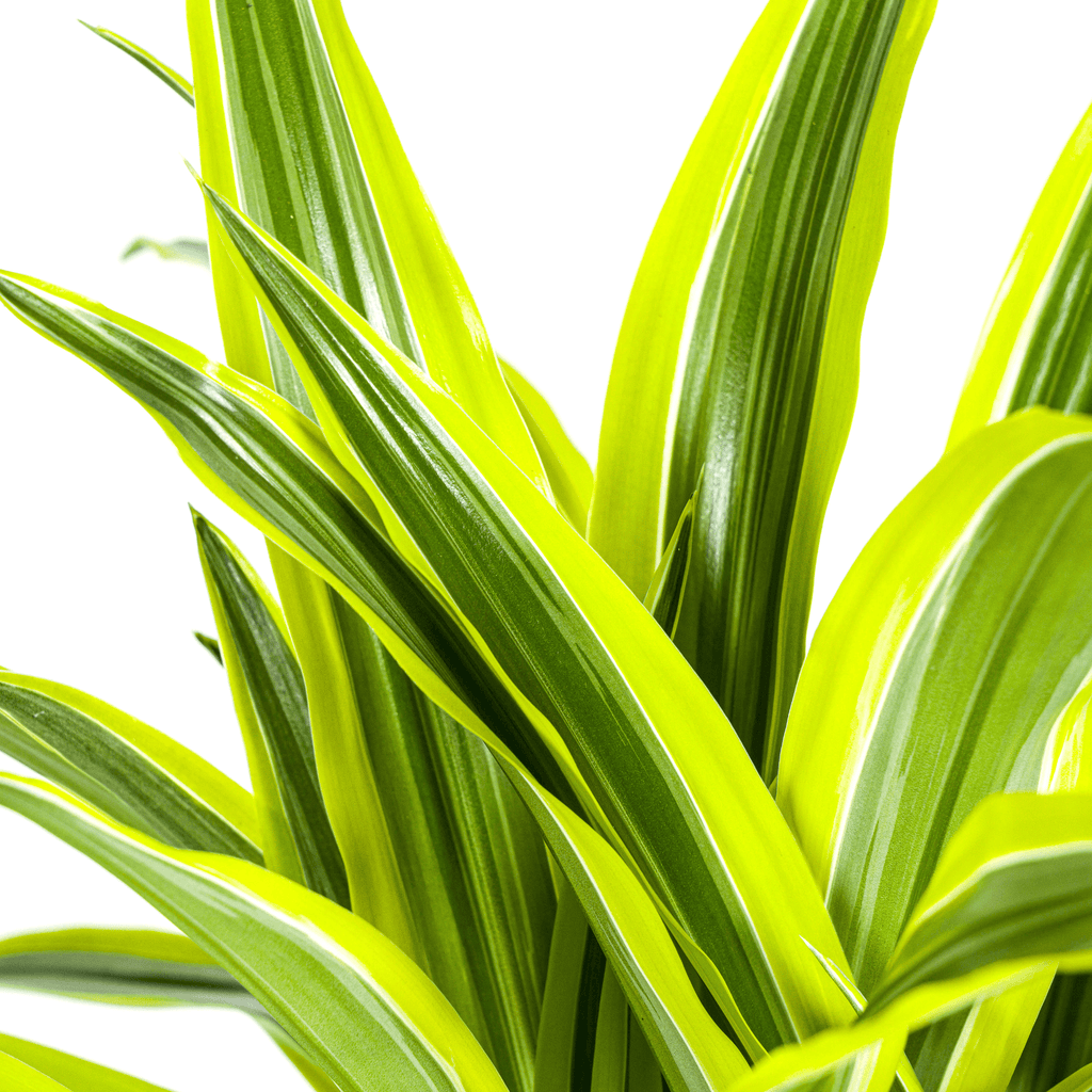 Drachenbaum Dracaena Deremensis Lemon Lime – Zimmerpflanze – Ø21cm – 90-110cm hoch – Schlanke grüne Blätter mit hellgrünem Rand – Plant