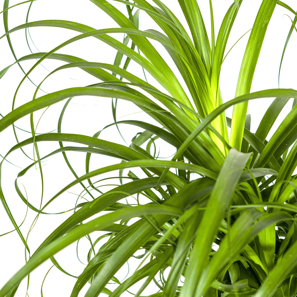 Beaucarnea Recurvata inkl. Naturkorb – Höhe 80-100cm – Ø24cm – Elefantenfuß Zimmerpflanze mit markantem Stamm