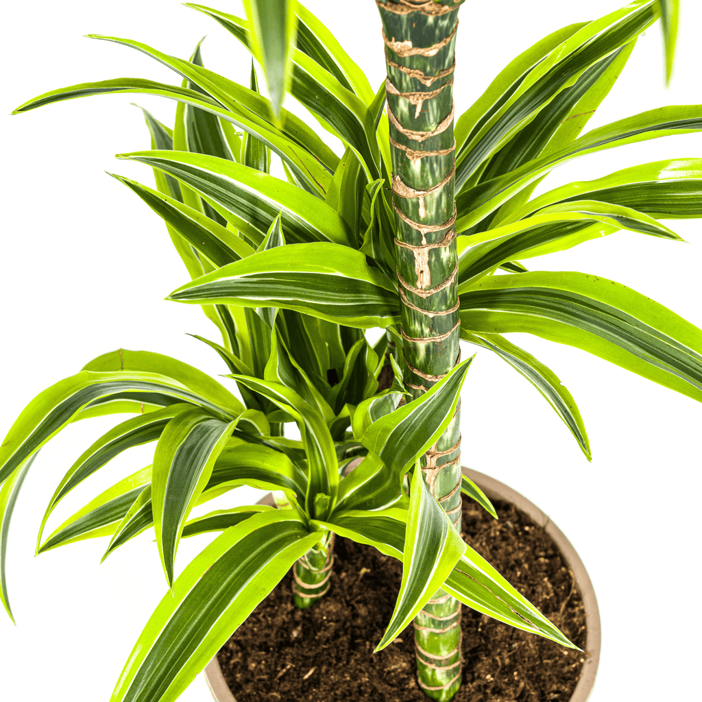 Drachenbaum Dracaena Deremensis Lemon Lime – Zimmerpflanze – Ø21cm – 90-110cm hoch – Schlanke grüne Blätter mit hellgrünem Rand – Plant
