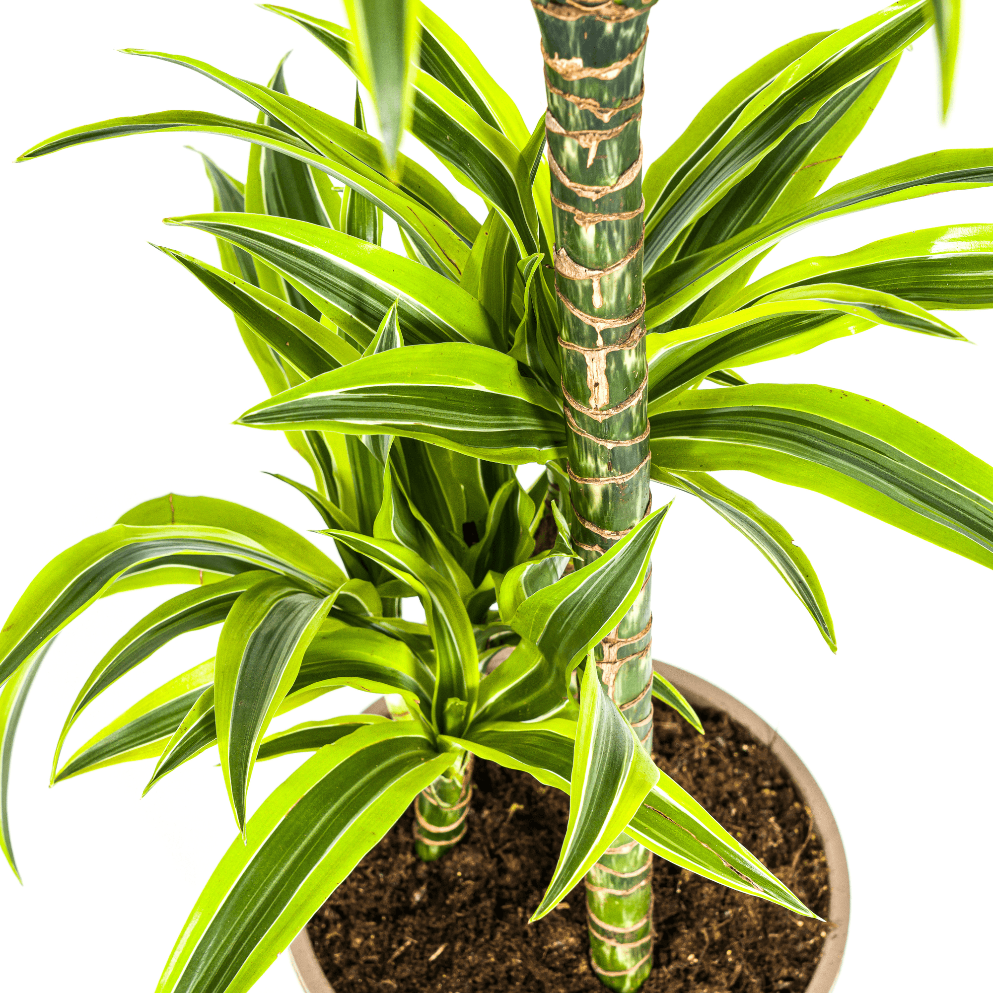 Drachenbaum Dracaena Deremensis Lemon Lime – Zimmerpflanze – Ø21cm – 90-110cm hoch – Schlanke grüne Blätter mit hellgrünem Rand – Plant