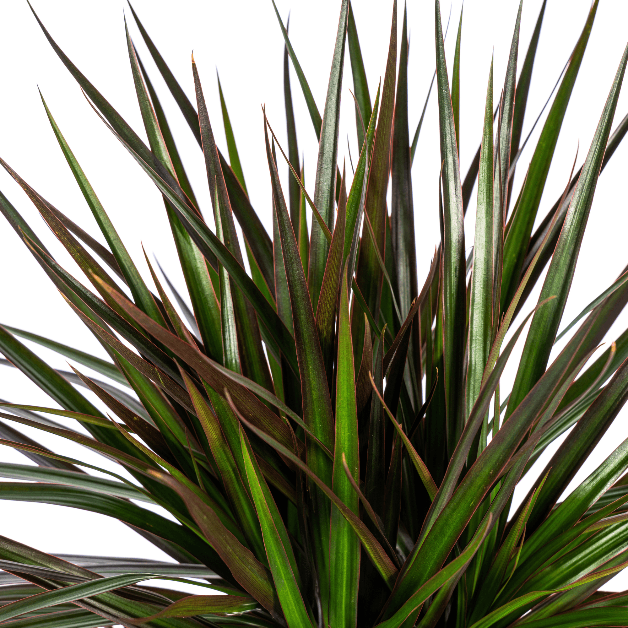 Dracaena Marginata Magenta inkl. Naturkorb – Höhe 130-150cm – Ø24cm – Elegante Zimmerpflanze mit roten Blatträndern – Plant