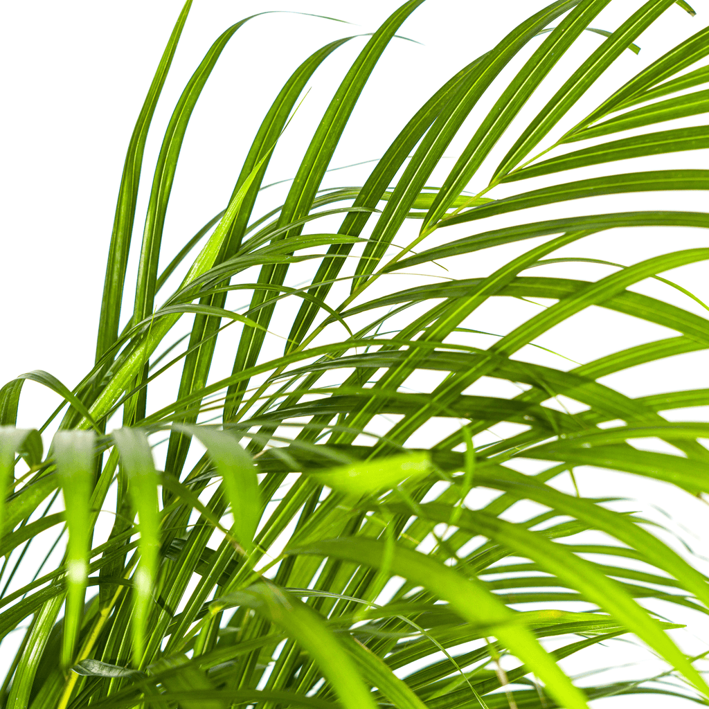 Goldfruchtpalme – Dypsis Areca Lutescens inkl. Naturkorb – Höhe 120-140cm – Ø24cm – Luftreinigende Zimmerpflanze im dekorativen Korb – Plant