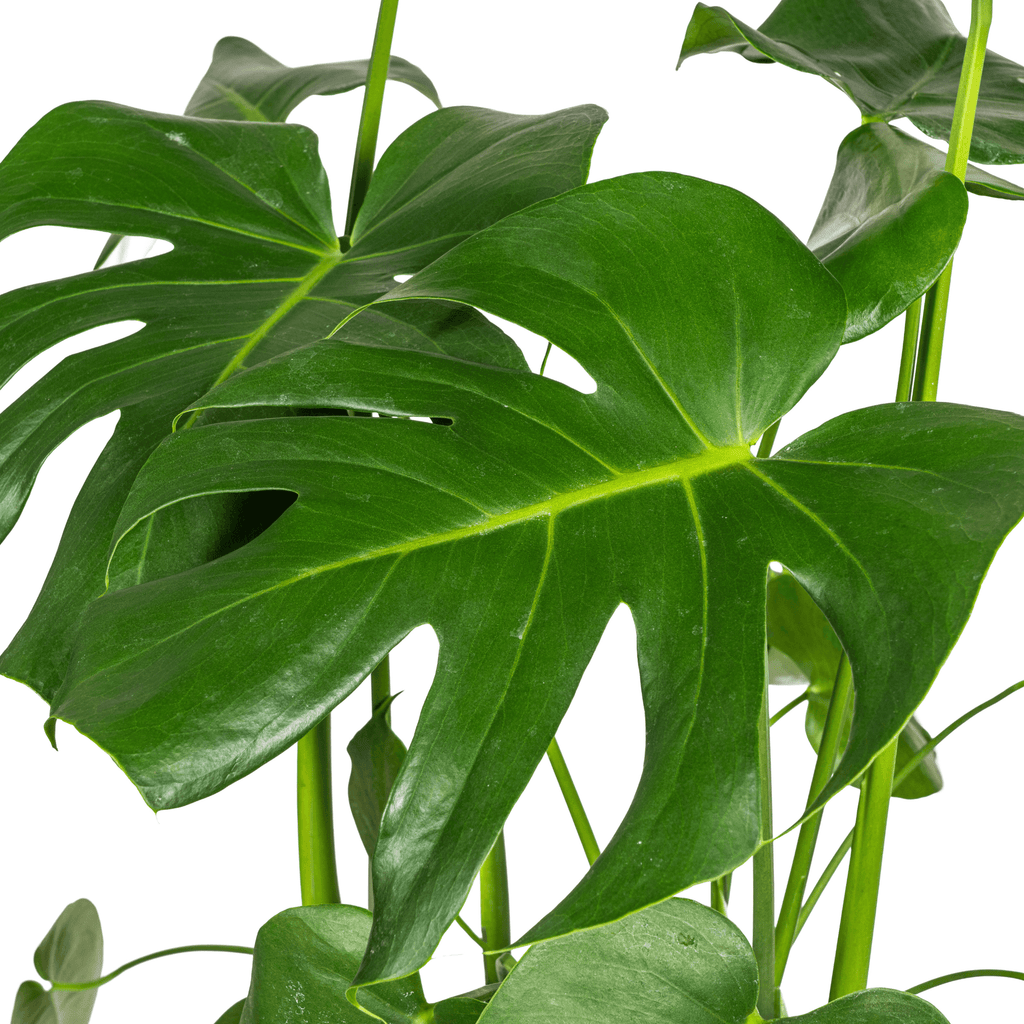 Monstera Deliciosa Tauerii inkl. Naturkorb – Höhe 70-90cm – Ø21cm – Pflegeleichte Zimmerpflanze mit großen, dekorativen Blättern – Plant