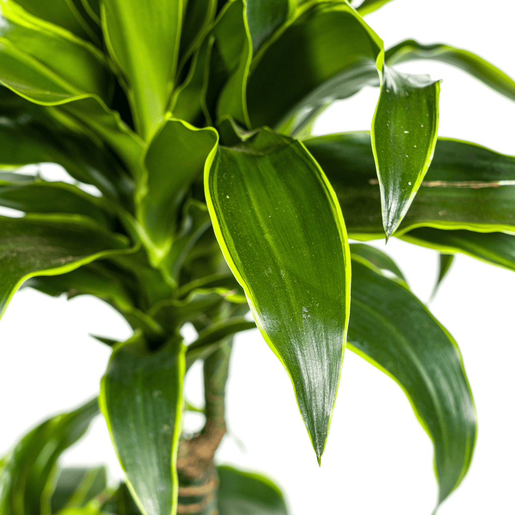 Dracaena Deremensis Dorado inkl. Naturkorb – Höhe 100-120cm – Ø21cm – Pflegeleichte Zimmerpflanze mit glänzenden Blättern – Plant