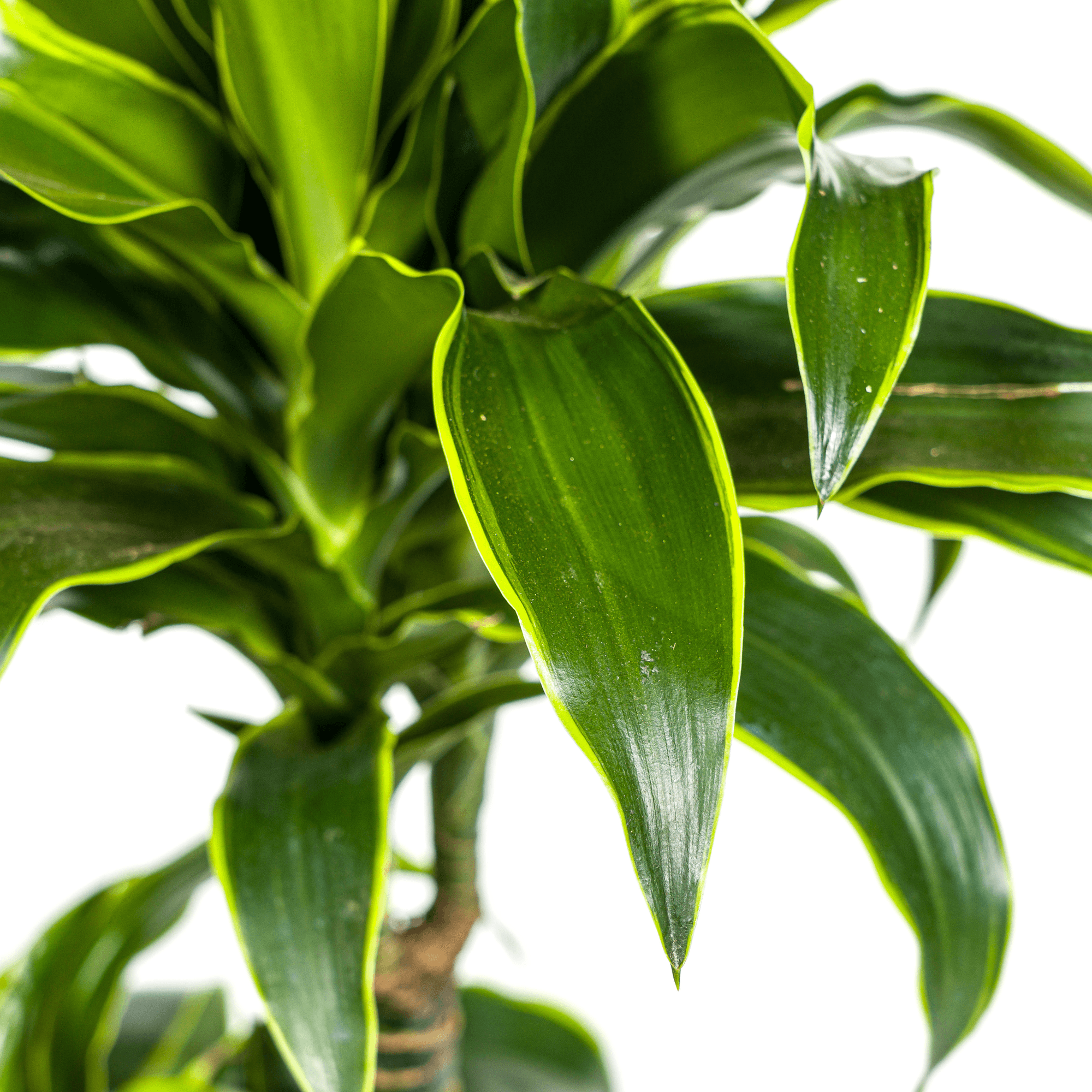 Dracaena Deremensis Dorado inkl. Naturkorb – Höhe 100-120cm – Ø21cm – Pflegeleichte Zimmerpflanze mit glänzenden Blättern – Plant