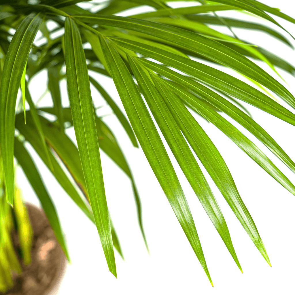 Dypsis Areca Lutescens inkl. Naturkorb – Höhe 100-120cm – Ø21cm – Goldpalme mit leuchtend grünen Blättern – Luftreinigende Zimmerpflanze – Plant