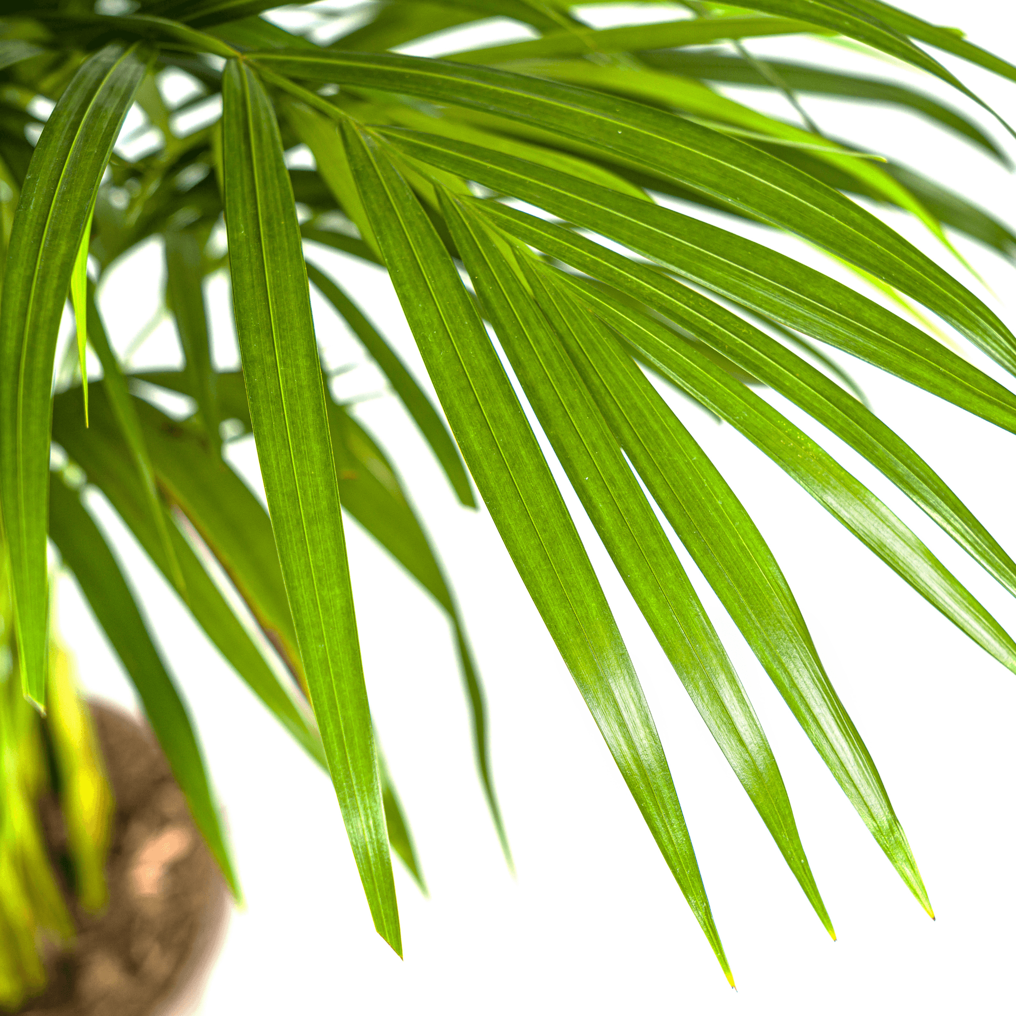 Dypsis Areca Lutescens inkl. Naturkorb – Höhe 100-120cm – Ø21cm – Goldpalme mit leuchtend grünen Blättern – Luftreinigende Zimmerpflanze – Plant
