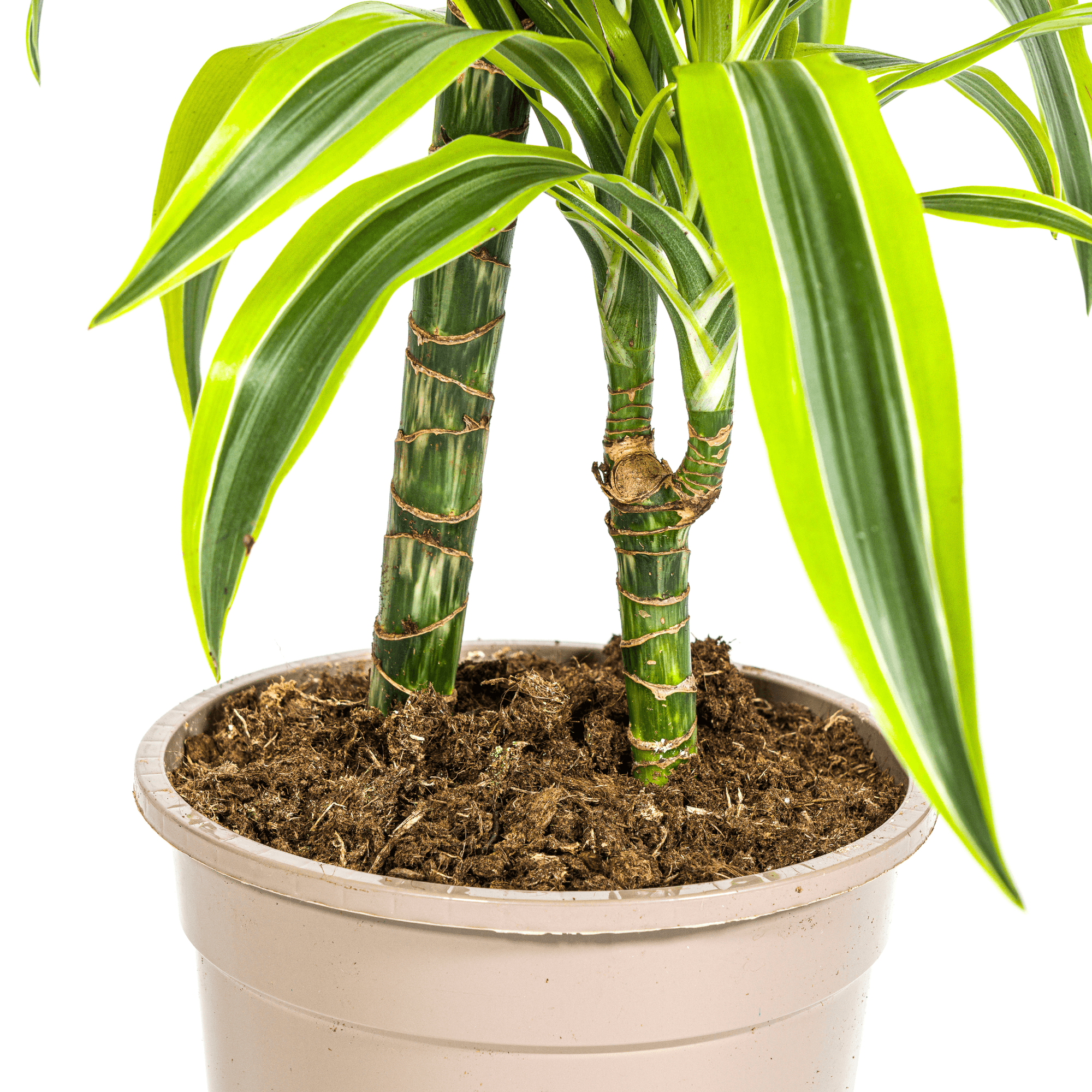Drachenbaum Dracaena Deremensis Lemon Lime – Zimmerpflanze – Ø19cm – 70-90cm hoch – Lebendige grüne Blätter mit hellgrünem Rand – Plant