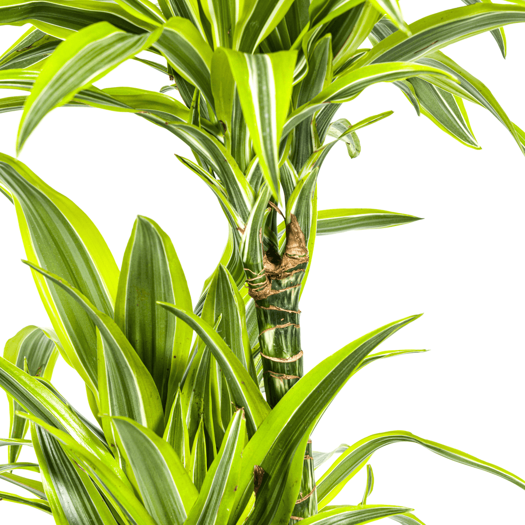 Dracaena Deremensis Lemon Lime inkl. Naturkorb – Höhe 130-150cm – Ø24cm – Zweifarbige Zimmerpflanze mit leuchtend grünen Blättern – Plant