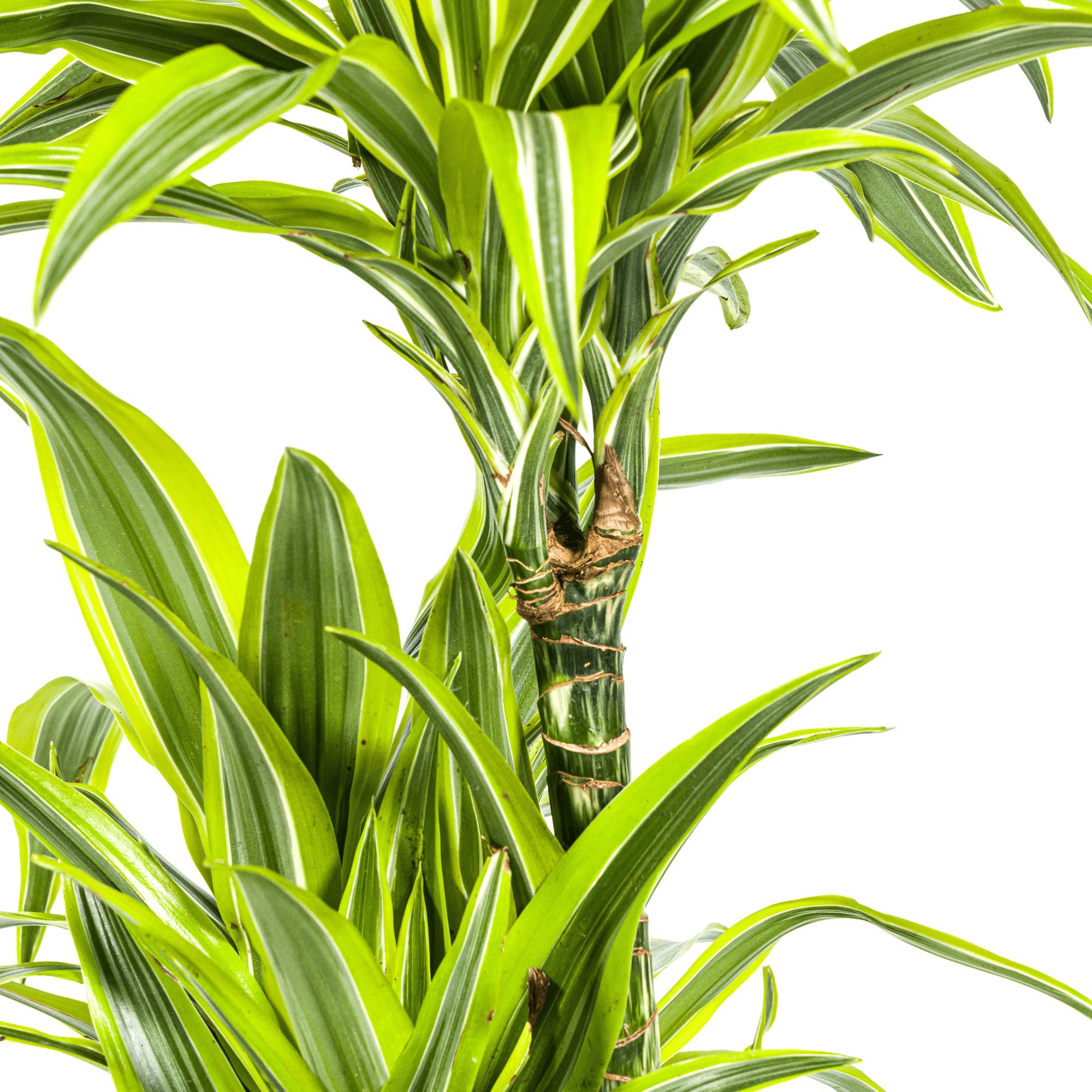 Dracaena Deremensis Lemon Lime inkl. Naturkorb – Höhe 130-150cm – Ø24cm – Zweifarbige Zimmerpflanze mit leuchtend grünen Blättern – Plant